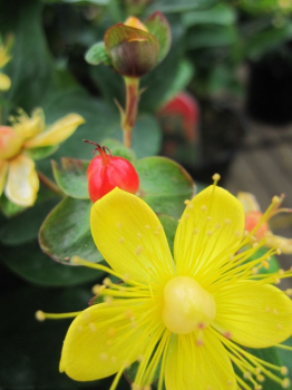Preview: Hypericum inodorum Magical Pumpkin - Johanniskraut - Mannsblut - 40-60 cm
