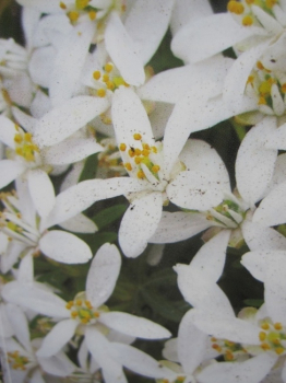 duftende Orangenblume