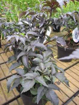Sambucus nigra Black Tower - Rotlaubiger Säulenholunder - Dunkelroter Säulen Holunder - Säulen Fliederbeere