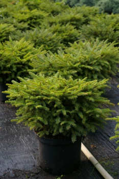 Picea abies Nidiformis