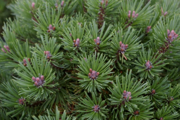Pinus mugo Moepschen - Kugel-Kiefer - 20-25