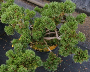 Pinus mugo Jacobsen