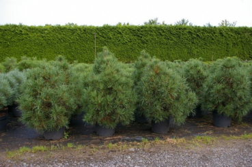 Preview: Pinus nigra Spielberg - Schwarzkiefer