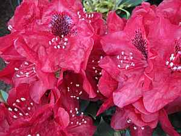 Großblumige Alpenrose - Rhododendron Hybride Aeschbachers Rubin - 30-40