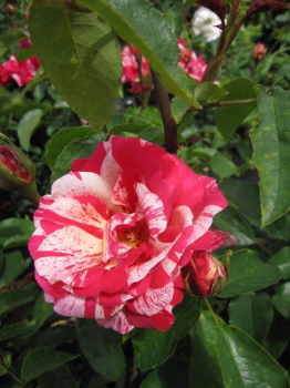 Historische Rose Camaieux - Historische Rose -