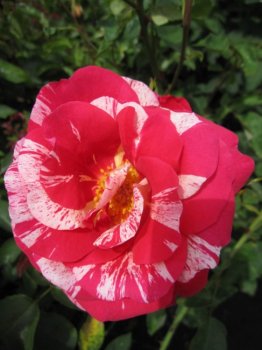 Historische Rose Camaieux - Historische Rose -