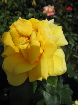 Edelrose Marco Polo (R) - Edelrose -