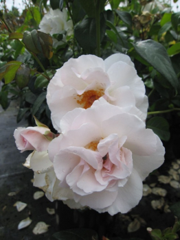 Miniaturrose Maria Mathilda (R) - Miniaturrose -