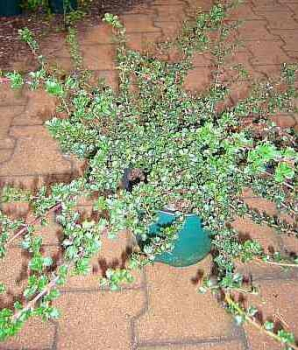 Ceanothus deliliana "Emily Brown" (40-60 cm) Säckelblume