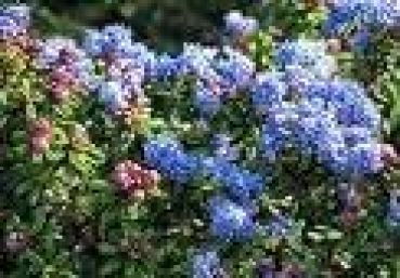 Preview: Ceanothus deliliana "Emily Brown" (40-60 cm) Säckelblume