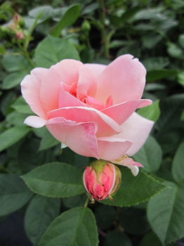 Strauchrose Astrid Lindgren (R) - Strauchrose - Poulsen - Rose