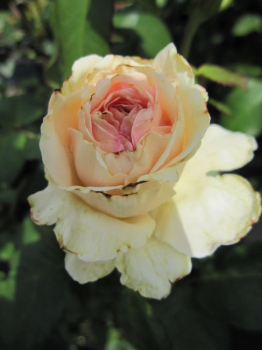 Edelrose Souvenir de Baden Baden (R) - Edelrose -