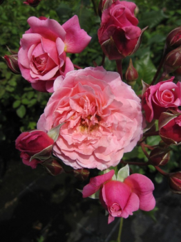 Edelrose Prix P.J. Redoute ® - rosa-apricot Blüten - Duft+++