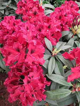 Rhododendron Hybride Brokat - Großblumige Alpenrose Brokat 30-40