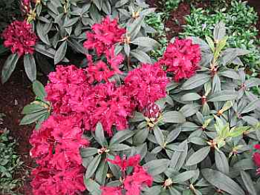 Rhododendron Hybride Brokat - Großblumige Alpenrose Brokat 30-40
