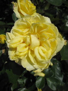 Beetrose Sunlight Romantica® - Edelrose -