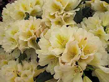 Rhododendron hybr. "Chateau de Villandry" 30-40