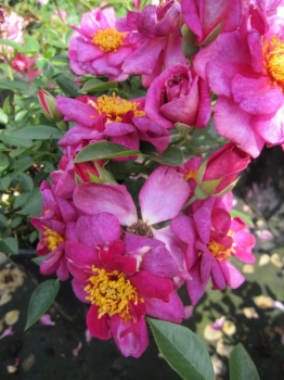 Zwergrose Bluenette (R) - Zwergrose -