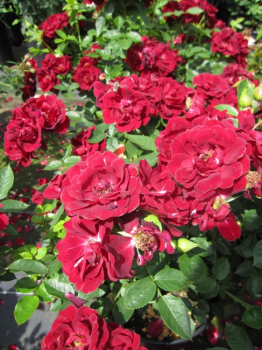 Preview: Zwergrose Havanna Hit (R) - Zwergrose -