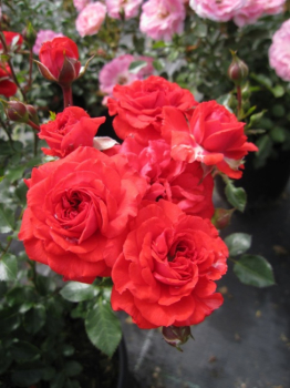 Zwergrose Zwergenfee (R) - Zwergrose -