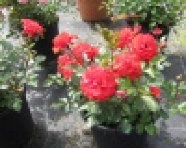 Preview: Zwergrose Zwergenfee (R) - Zwergrose -