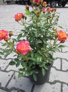 Zwergrose Little Sunset (R) - Zwergrose -