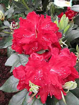 Rhododendron hybr. Cherry Kiss®EU® hat eine leuchtend karminrote Blüte.