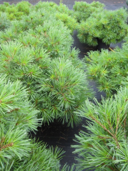 Pinus strobus Minima - Weymouth-Kiefer