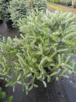 Abies koreana Silver Star - Koreatanne mit Silberschein - 25-30