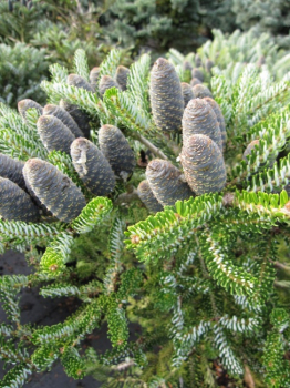 Abies koreana Silver Star - Koreatanne mit Silberschein - 25-30