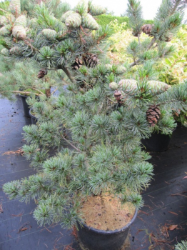 Pinus parviflora glauca