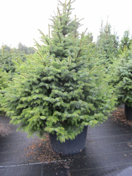Picea omorika Nana