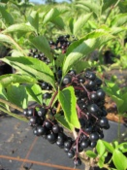 Sambucus nigra Haschberg - Großfrüchtige Fliederbeere - 40-50