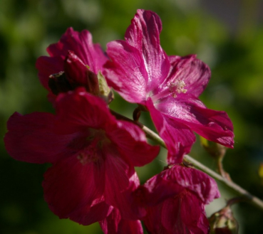 Sildalcea hybr. William Smith - Präriemalve -