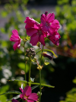 Sildalcea hybr. William Smith - Präriemalve -