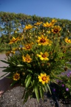 Coreopsis grandiflora Domino - Großblumiges Mädchenauge -