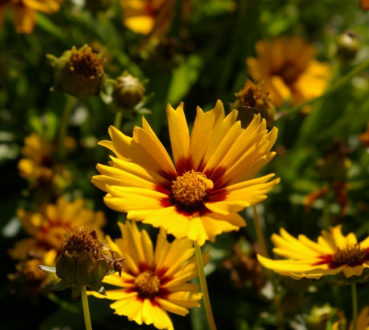 Preview: Coreopsis grandiflora Domino - Großblumiges Mädchenauge -
