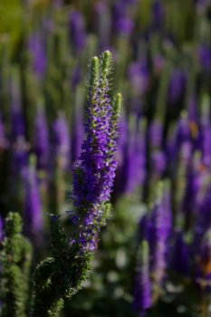 Veronica spicata Ulster Dwarf Blue - Scheinähriger Ehrenpreis -