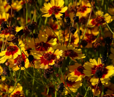 Coreopsis Pinapple Pie - Großblumiges Mädchenauge -