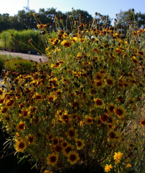 Preview: Coreopsis Pinapple Pie - Großblumiges Mädchenauge -