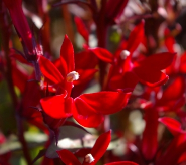 Lobelia x speciosa Fan Scarlet - Garten-Lobelie - Prachrlobelie -