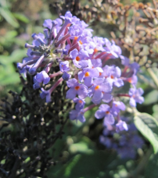 Buddleja davidii Lochinch - Sommerflieder - Schmetterlingsflieder - 60-80