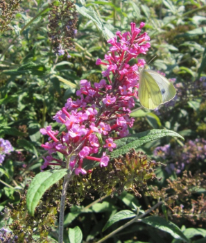 Preview: Buddleja davidii Pink Spread - Sommerflieder - Schmetterlingsflieder - 60-80