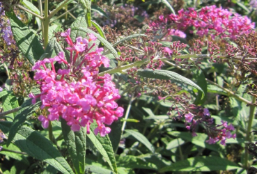 Preview: Buddleja davidii Pink Spread - Sommerflieder - Schmetterlingsflieder - 60-80