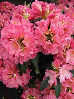 Rhododendron Hybride Henri Nannen - Großblumige Alpenrose 30-40cm