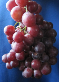 vitis vinifera red globe