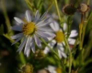 Kalimeris incisa Alba - Schön-Aster -