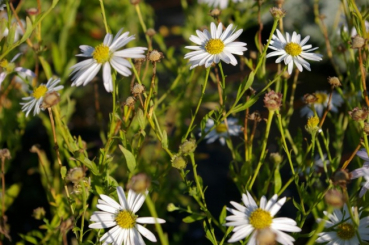 Preview: Kalimeris incisa Alba - Schön-Aster -
