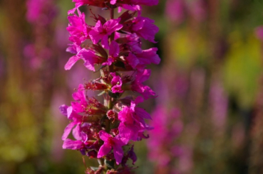 Lythrum salicaria Robert - Blutweiderich -