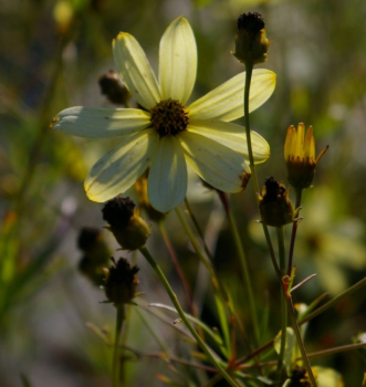 Coreopsis verticillata Moonbeam - Quirlblättriges Gartenschönauge -